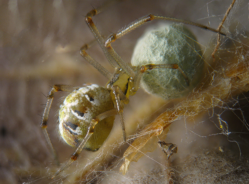 Theridion sp.?  No, Phylloneta cfr. impressa - Sumirago (VA)